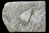 Crinoid (Aorocrinus) Fossil on Rock - Gilmore City, Iowa #102972-1